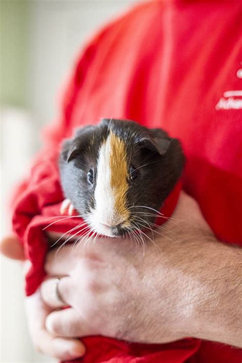 Animal Rescue League of Boston hosting Small Animal Adopt-a-thon